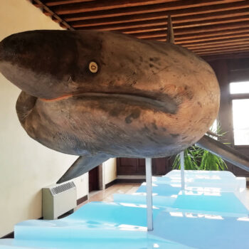 Museo di Zoologia Adriatica 2 - Giuseppe Olivi - Società Mondo Delfino Cooperativa Sociale