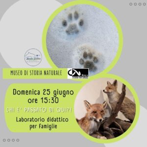 Museo Di Storia Naturale - Laboratorio Didattico per Famiglie - Chi è passato di qui - Società Mondo Delfino Cooperativa Sociale - Musei