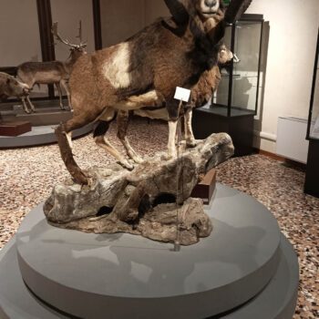 Museo Civico di Storia Naturale 3 - Museo di Pordenone - Società Mondo Delfino Cooperativa Sociale