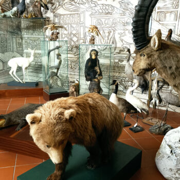 Museo Civico di Storia Naturale 4 - Museo di Pordenone - Società Mondo Delfino Cooperativa Sociale