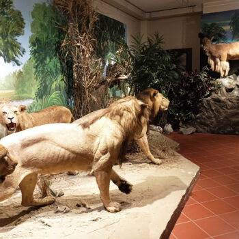 Museo Civico di Storia Naturale 9 - Museo di Pordenone - Società Mondo Delfino Cooperativa Sociale