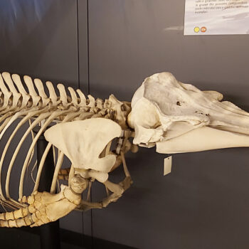 Museo di Zoologia - Museo di Padova - Società Mondo Delfino Cooperativa Sociale
