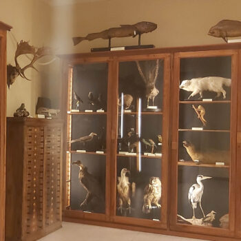 Museo di Zoologia 3 - Museo di Padova - Società Mondo Delfino Cooperativa Sociale