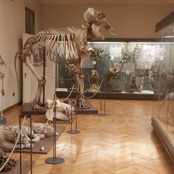Museo di Zoologia 4 - Museo di Padova - Società Mondo Delfino Cooperativa Sociale