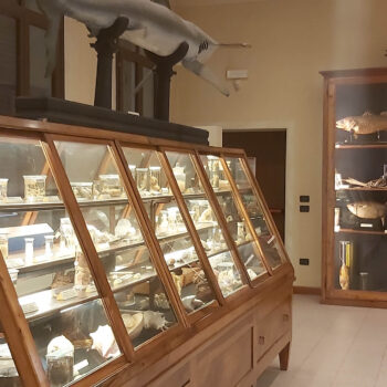 Museo di Zoologia 5 - Museo di Padova - Società Mondo Delfino Cooperativa Sociale